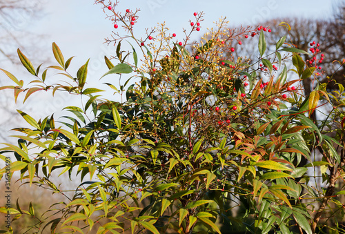 Fotografia Der Himmelsbambus oder Heilige Bambus (Nandina domestica) mit kugelige rote beer