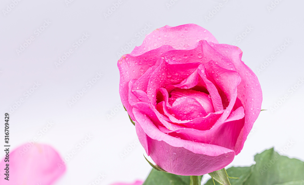 Pink Rose flower with water drops on white background