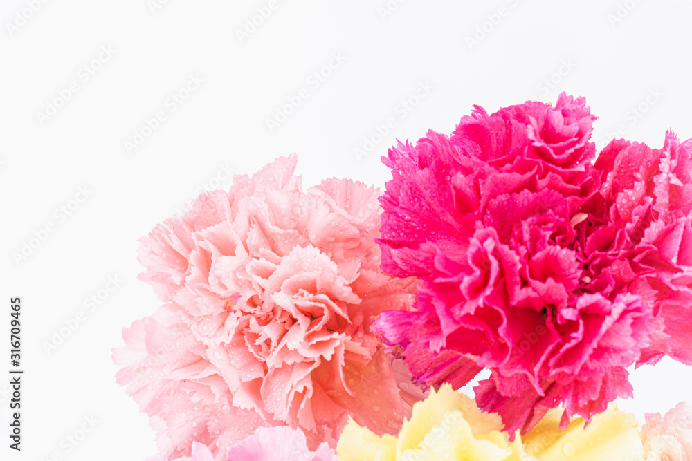 Pink carnations flower for Mother's day on background Pink carnations flower for Mother's day on background
