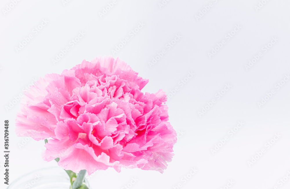 Pink carnations flower for Mother's day on background