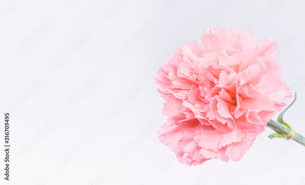 Pink carnations flower for Mother's day on background