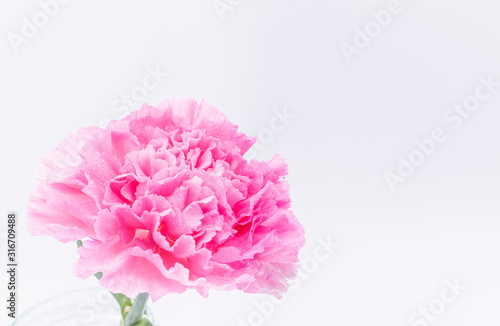 Pink carnations flower for Mother's day on background