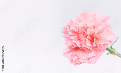 Pink carnations flower for Mother's day on background