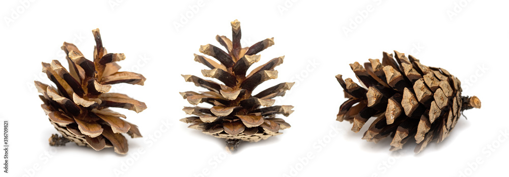 Set of cones of various coniferous trees on a white background. Set of cones of various coniferous trees on a white background.