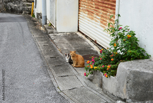 路地裏の二匹の猫とランタナの花
