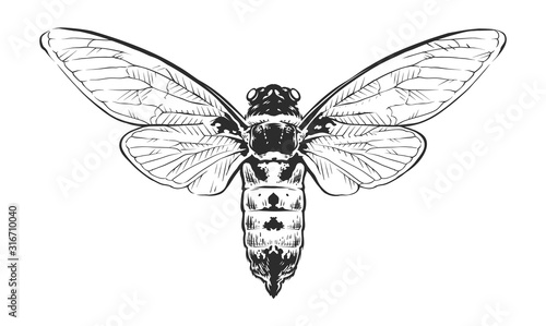 Vector Engraving Insect