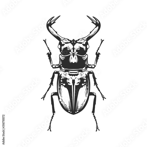 Vector Engraving Insect