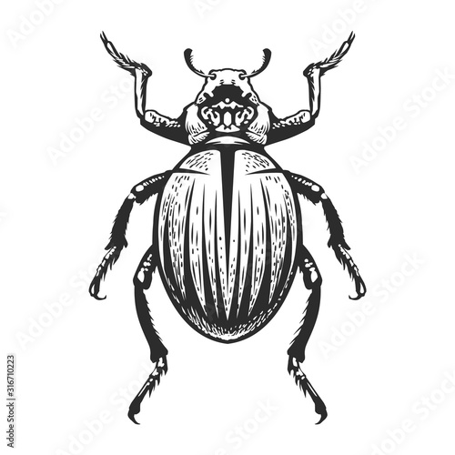 Vector Engraving Insect