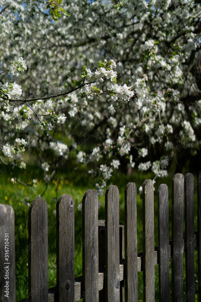 Wooden fence near the flowering apple-tree in the garden, very shallow depth of field.