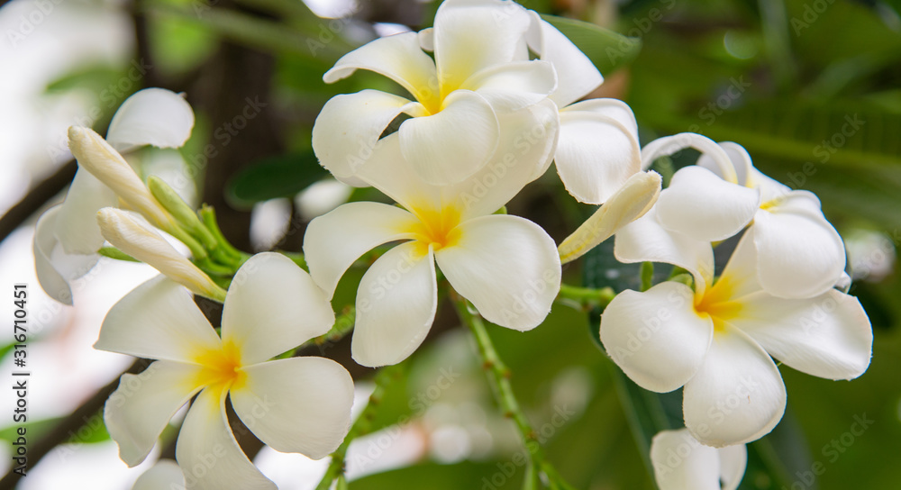 white frangipani flowers on a tree white frangipani flowers on a tree