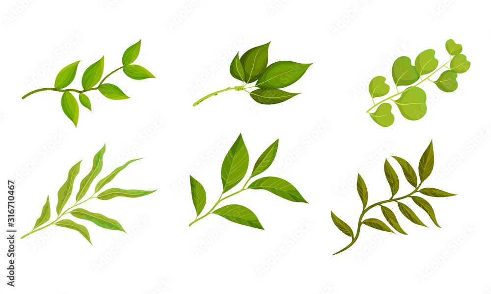Twigs and Branches with Green Leaves Vector Set