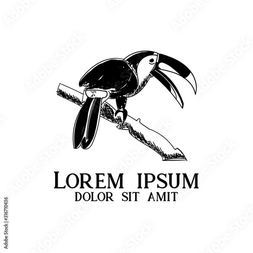 Toucan bird head vector illustration for t-shirt. Sketch tattoo design.
