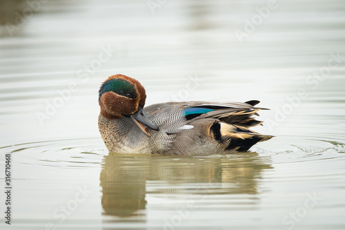 A Eurasian Teal swimming on a sunny calm day in autumn photo