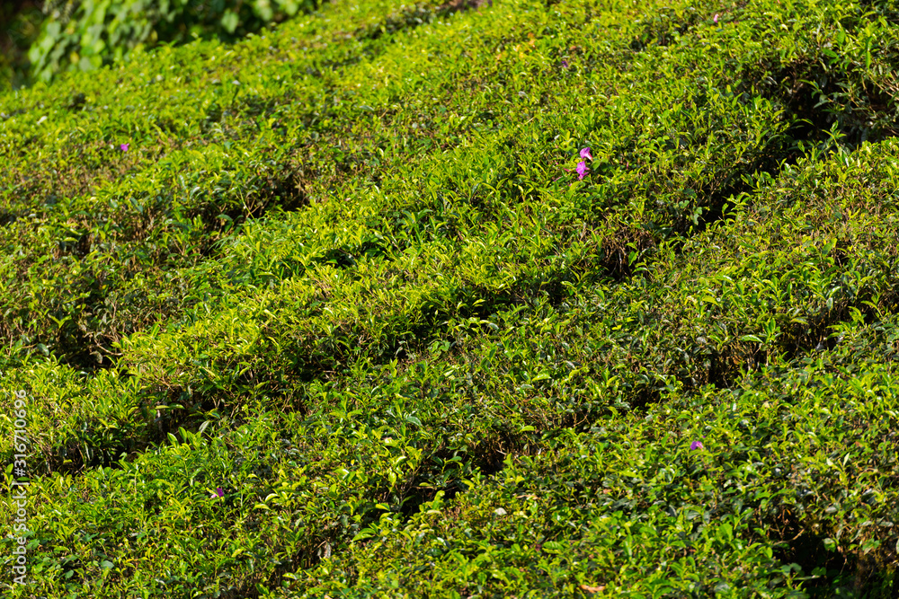 Detail of tea plantation near Munnar in Kerala, South India on sunny day