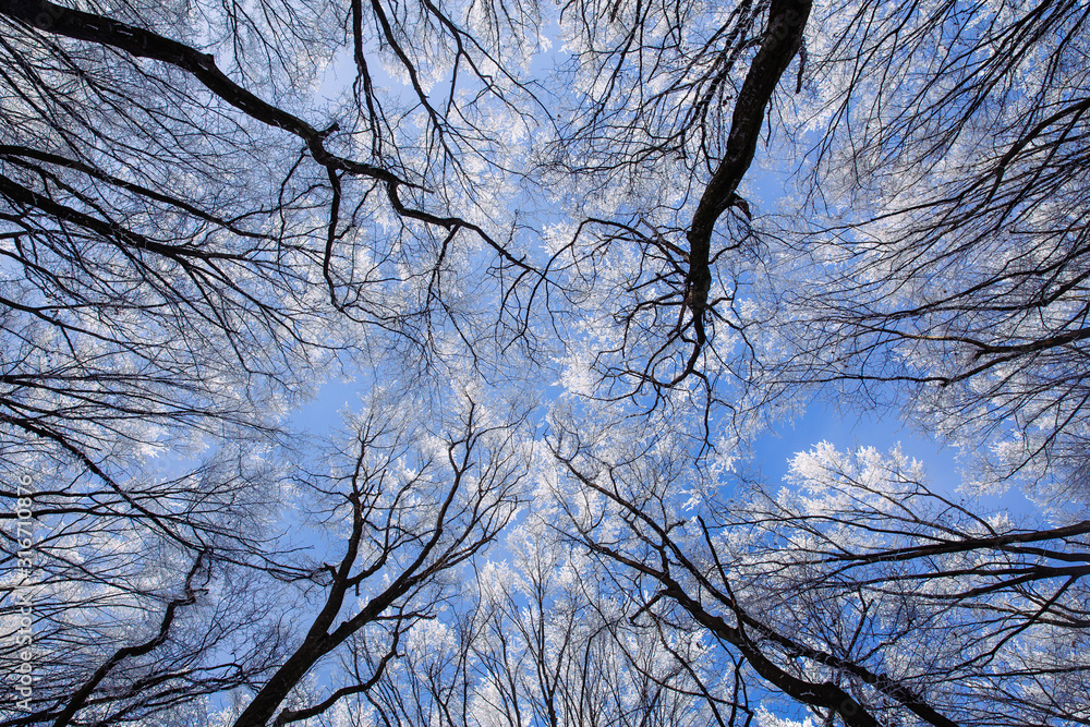 Obraz premium Beautiful frozen trees in winter. Hoarfrost on trees. 
