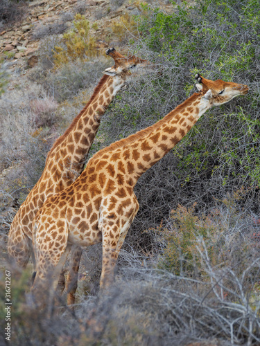 South African giraffe or Cape giraffe (Giraffa camelopardalis giraffa) browsing (feeding). Karoo, Western Cape, South Africa.