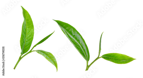 green tea leaf isolated on white background