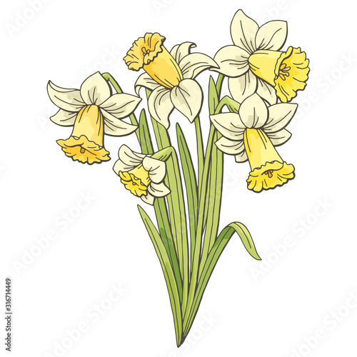 Narcissus flower graphic color isolated bouquet sketch illustration vector