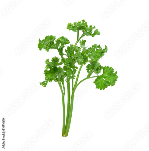 fresh green parsley vegetable isolated on a white background