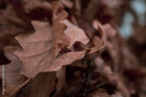 Tree leafs macro close up