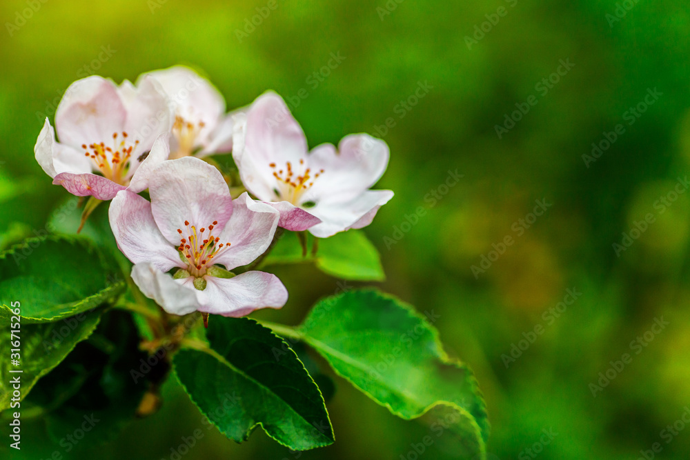 Beautiful apple tree branch with sun. the seed-bearing part of a plant, consisting of reproductive organs (stamens and carpels) that are typically surrounded by a brightly colored corolla (petals) Beautiful apple tree branch with sun. the seed-bearing part of a plant, consisting of reproductive organs (stamens and carpels) that are typically surrounded by a brightly colored corolla (petals)