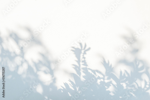 Leaves shadow and tree branch abstract background.