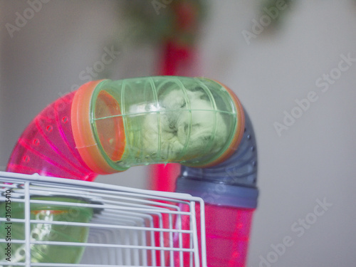 white Jungar hamster in a cage, Moscow