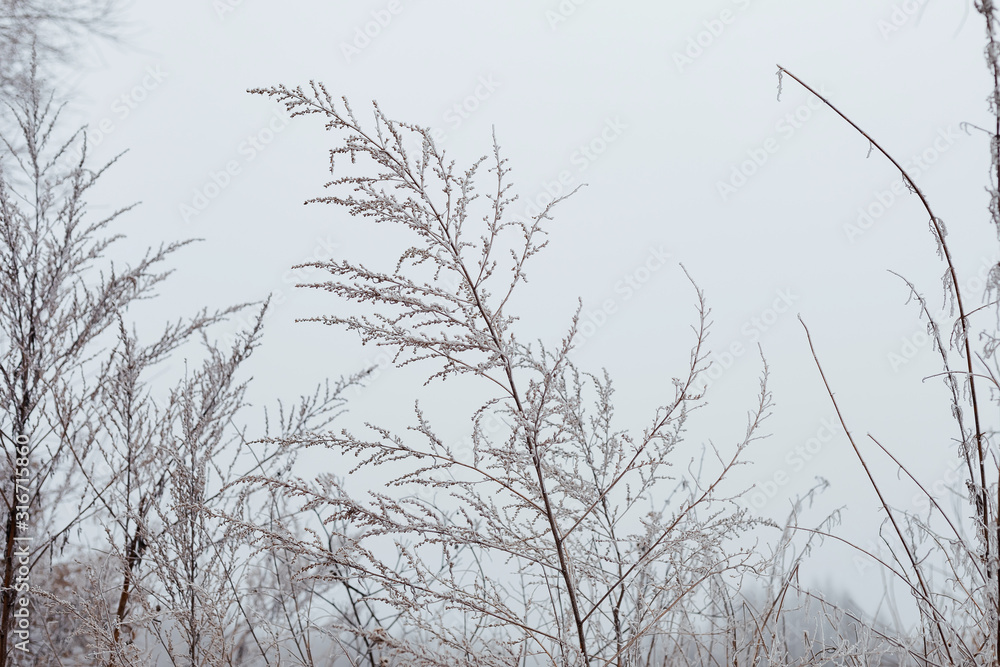 Obraz premium dry snow-covered branches on a uniform tone