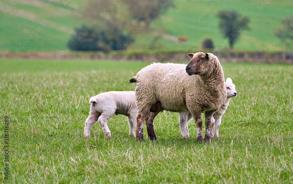 Two young lambs with the Ewe, mother Sheep in a green grass field on a farm in spring. England, UK. Two young lambs with the Ewe, mother Sheep in a green grass field on a farm in spring. England, UK.