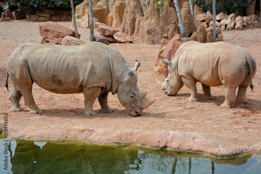 Naklejka premium two rhinoceros in the zoo