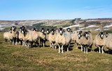 A flock of sheep staring towards the camera on farmland in winter, England, UK.