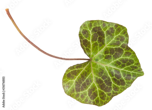 Single green ivy leaf on petiole isolated on white background