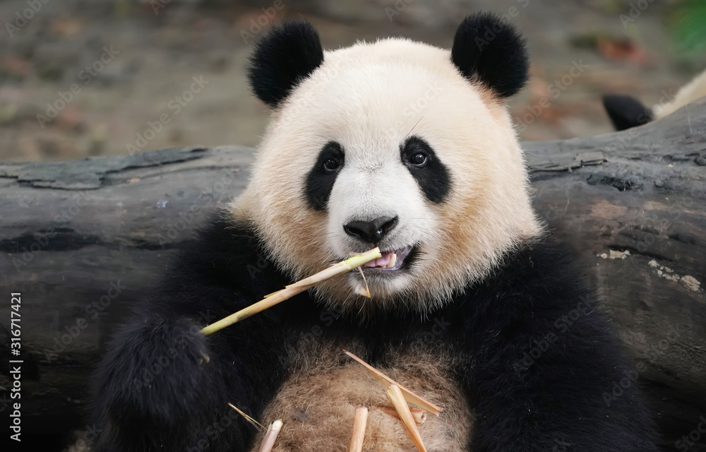 Obraz premium Giant panda eating bamboo,Wild Animals.
