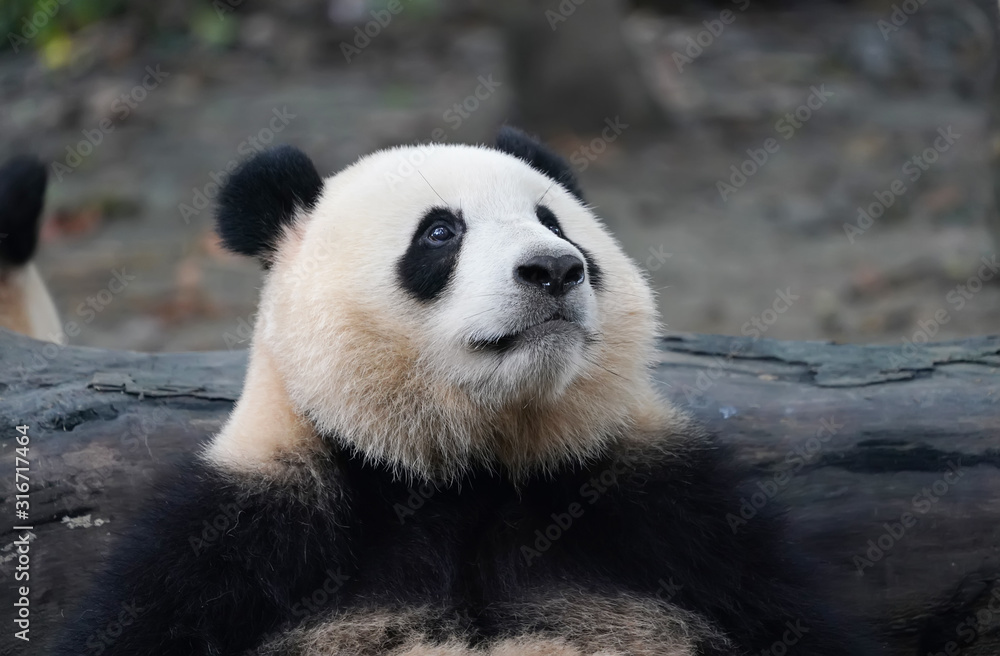 Naklejka premium Giant panda eating bamboo,Wild Animals.