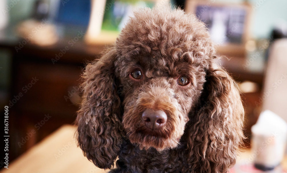 chocolate miniature poodle