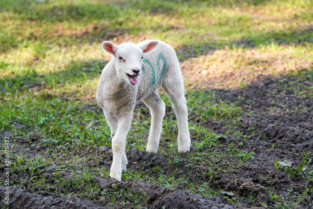 A young spring newborn lamb in a green grass field of a farm in the UK.