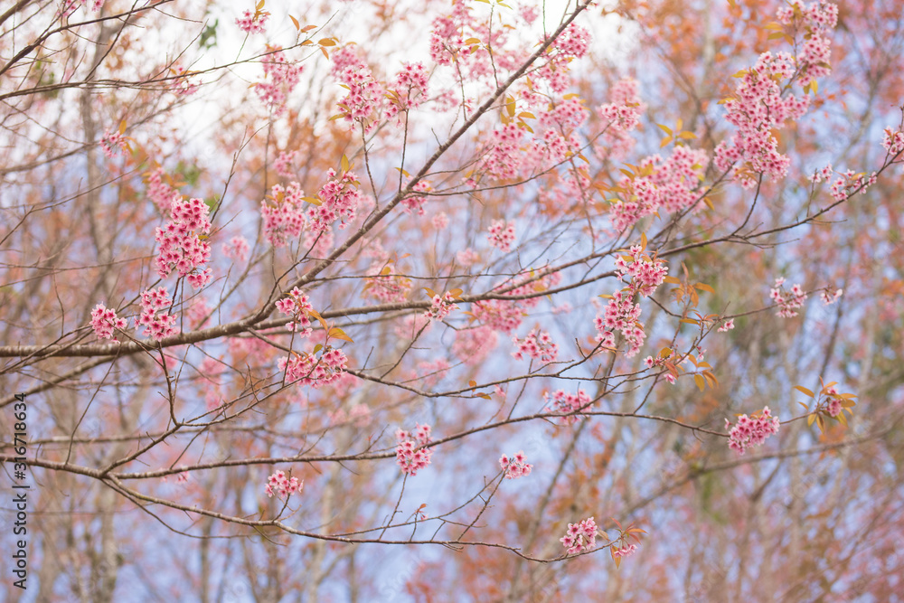 Pink garden (full bloom cherry blossom).