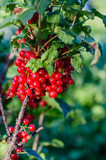 sprigs of red currant. Gardening, environmental concept