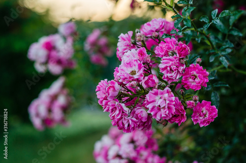 little roses in the garden. Pink roses. Floral background. Close-up