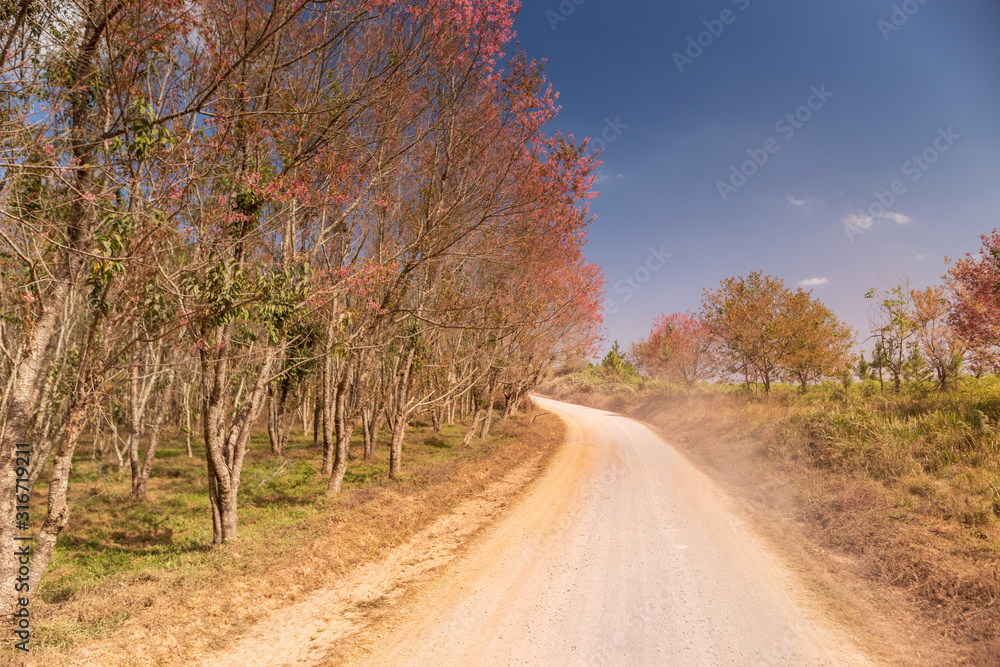 Lonely street with pink trees (cherry blooming) Lonely street with pink trees (cherry blooming)