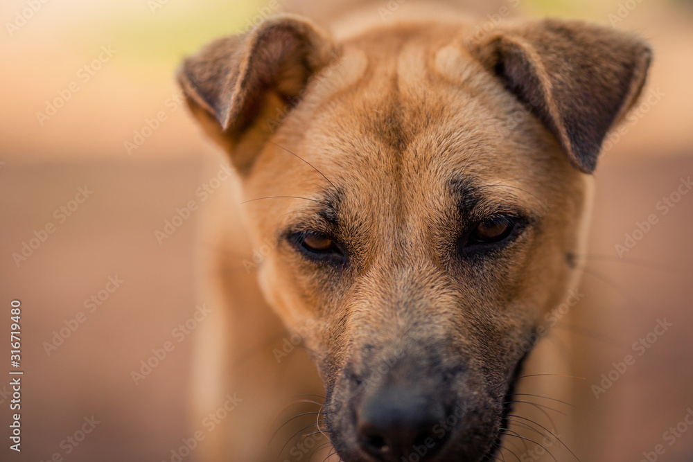 The blurred abstract background of a fast-moving Thai dog face, commonly seen in homes in Thailand that are popular for house keeping.