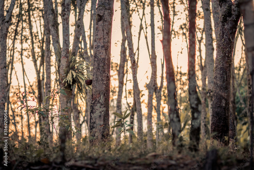 Blurred abstract background of uninterrupted evening sun, hitting grass on the roadside, beautiful bokeh light in various sizes Blurred abstract background of uninterrupted evening sun, hitting grass on the roadside, beautiful bokeh light in various sizes