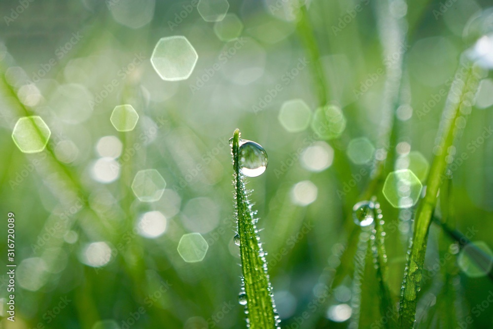 raindrop on the green grass in rainy days, green and bright background - obrazy, fototapety, plakaty 