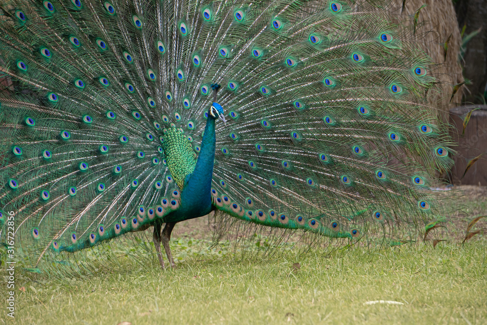 Obraz premium Male peacock showing feathers in the garden