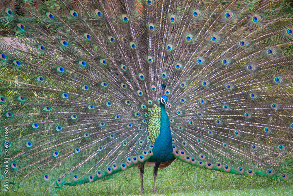 Obraz premium Male peacock showing feathers in the garden