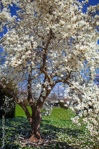 Flowering Magnolia Tulip Tree. Chinese Magnolia x soulangeana blossom with tulip-shaped flowers. Hybrid of Magnolia denudata and liliiflora photo