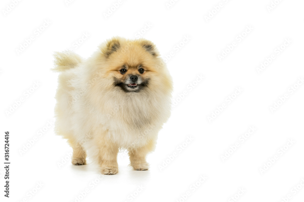 Cream and white Pomeranian - Dwarf Spitz dog isolated on a white background Cream and white Pomeranian - Dwarf Spitz dog isolated on a white background