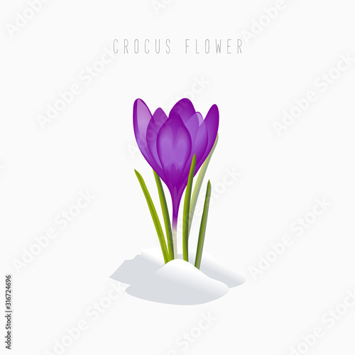Crocus in snow, spring flower