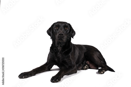 Fotografie Portrait of a female black labrador retriever dog isolated on a white background