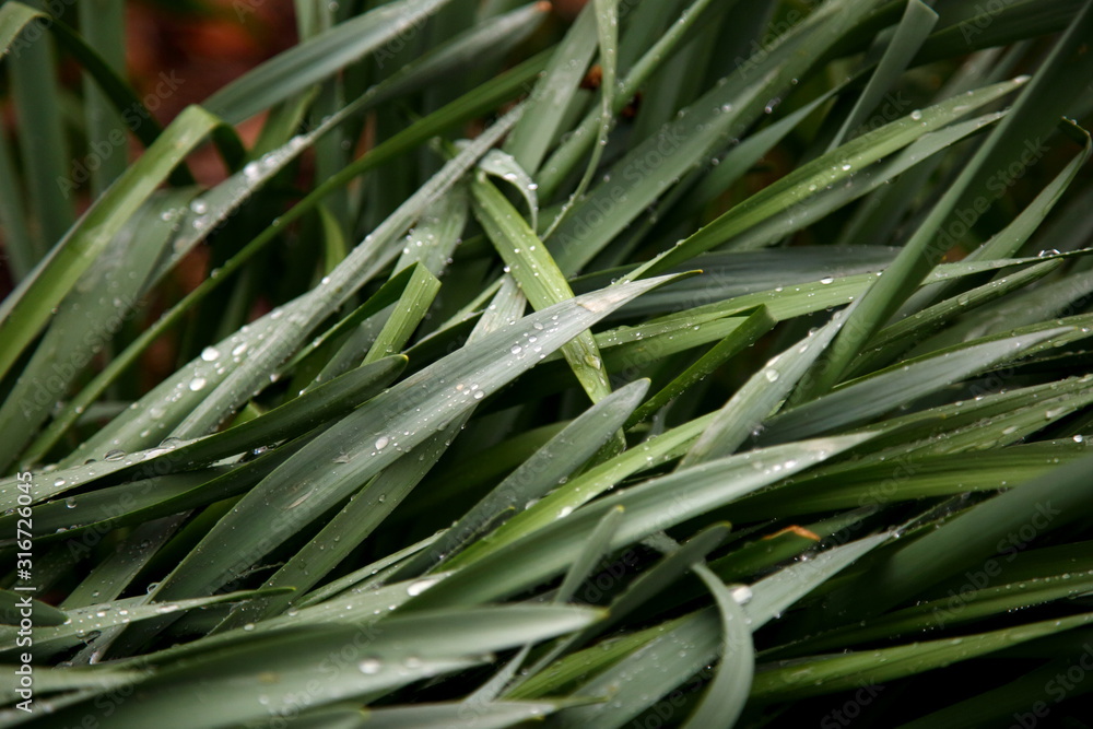 Obraz premium green grass dew